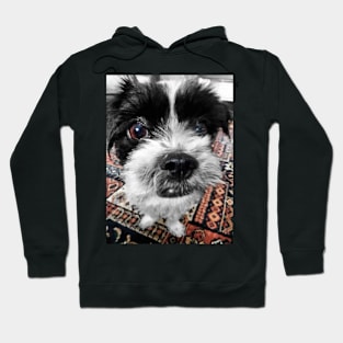 The Black and White Dog Hoodie